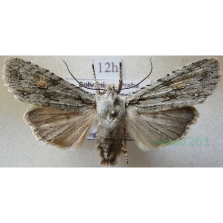 Lithophane ornitopus (Hufnagel, 1766) Drewnica dąbrówka Czech12h